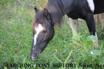 SEARCHING PONY HISTORY Spirit, Near gastonia/albemarle, NC, 28001